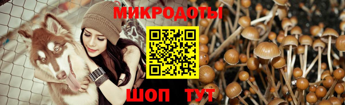 Галлюциногенные грибы Psilocybe Алексин